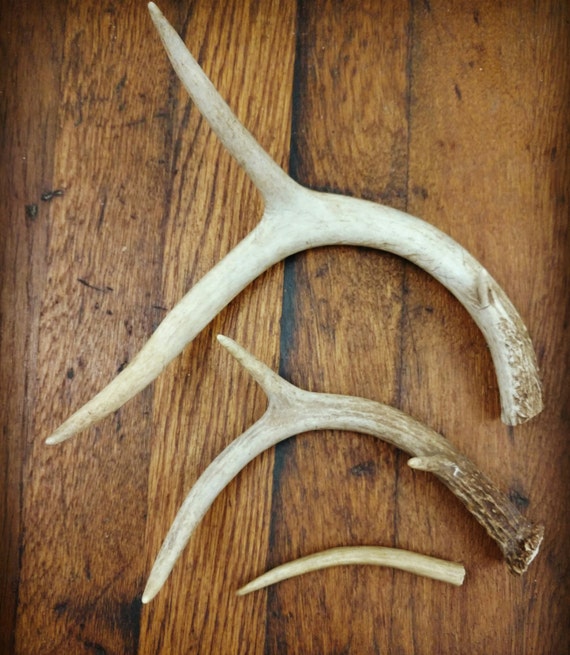 Deer Antler Dog Chews natural toys for dogs small medium and