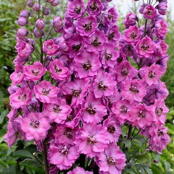 50 Pink Delphinium Seeds Astolat Astolat Delphiniums Pink