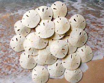 Small Sand Dollars (25 pcs) - Beach Wedding Decor - Craft Shells - Nautical Decor - Natural White Florida Sand Dollars