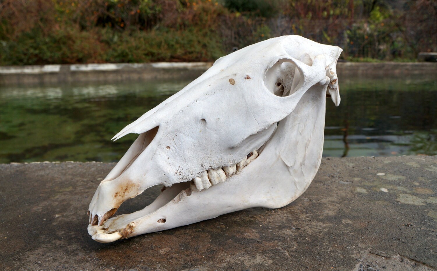 Real Horse Skull With Lower Jaw Real Animal by Mediterraneon