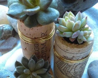 Set of 3 Succulent Cork Planters - Real Succulents