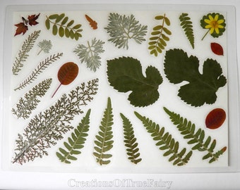 Vinyl table mat Real green leaves placemat Lamitated waterproof place mat Housewarming gift Table decor New home gift Ihappywhenyouhappy 30