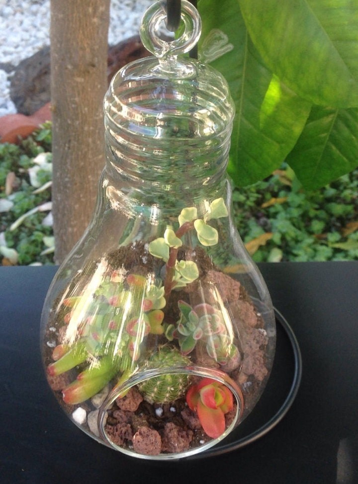 Light Bulb Glass Terrarium with Live Succulents Kit DIY with