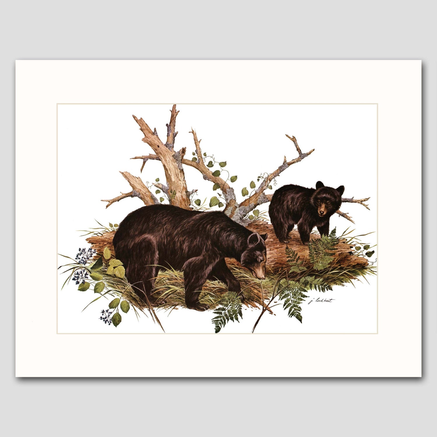 Bear Art Print w/Mat Vintage Matted Animal Artwork