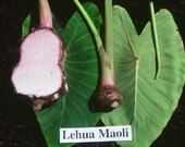 Leua Maoli" - Pink Wetland Taro / Colocasia Esculenta - 1 potted plant, Comb Ship