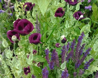 Heirloom Poppy and Salvia Flower Seed Mix, Magenta Poppies, Blue Salvia Seeds, Rare Flower Seeds, Housewarming Gifts FREE SHIPPING IN U.S.