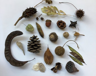 Seed Pod Collection: Montessori, Charlotte Mason, Curiosity Cabinet, Nature Gift, Nature Items, Fall Decor