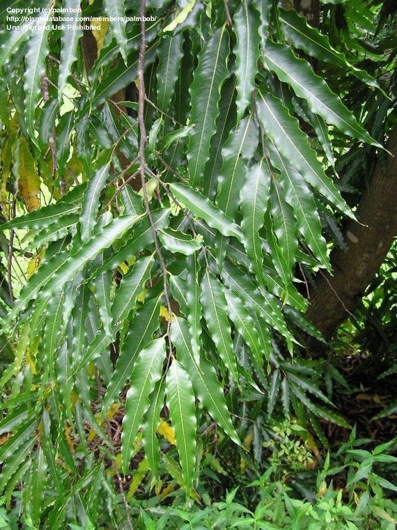 Ashoka Tree Leaves Saraca Asoca Asoka Asokam by ArtisanSoapsWPB