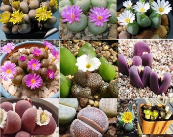 20 Lithops Flowering Stones Seeds Living Stones Seeds Mix Indoor Pot Plant