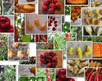 1000 Chili Samen/Seeds -Großpackungen/Bulk- (Viele Sorten,Many Varieties)