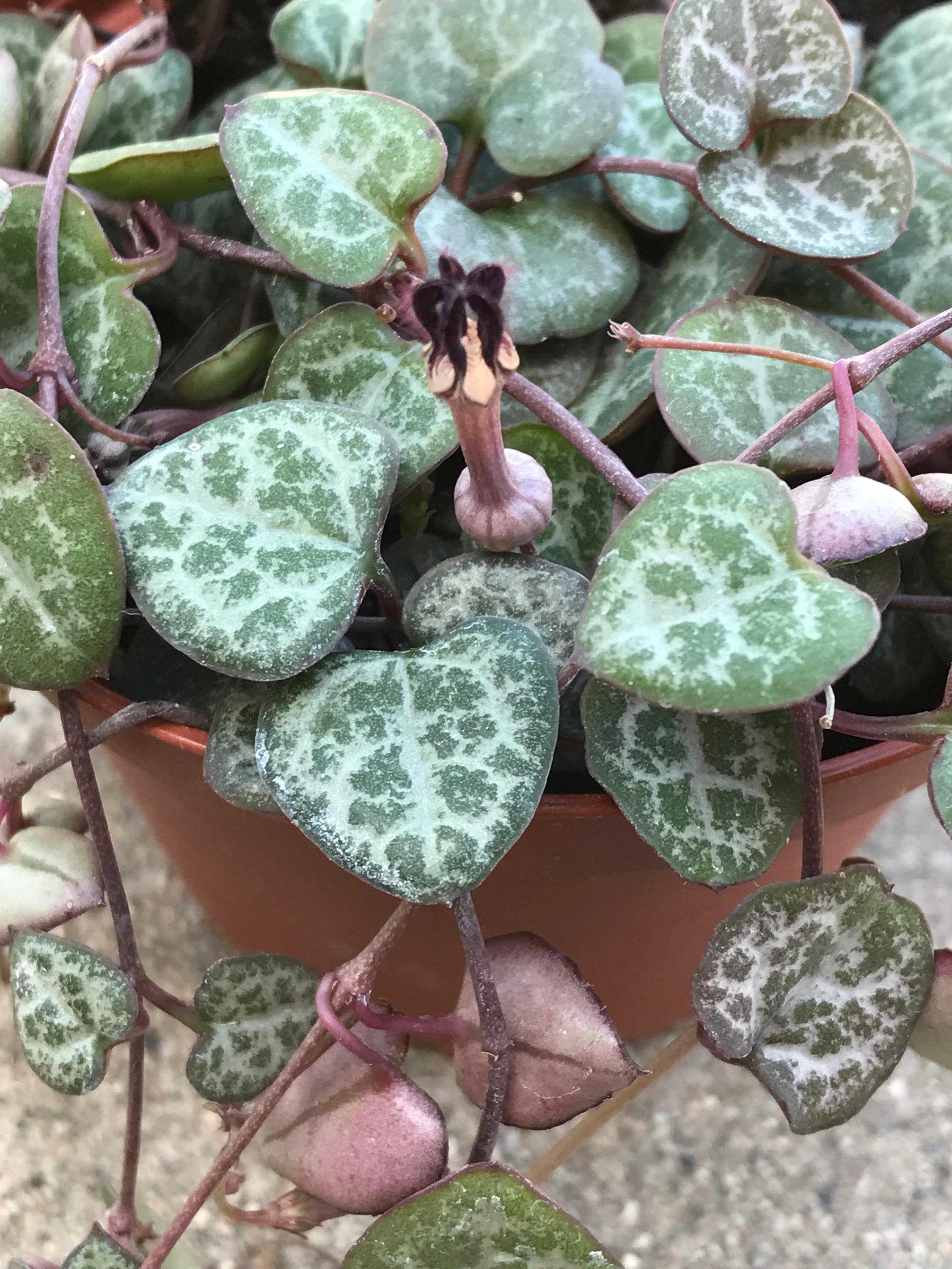 fake string of hearts plant