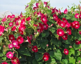 Morning Glory Flowers (Scarlet O'Hara) 30 seeds