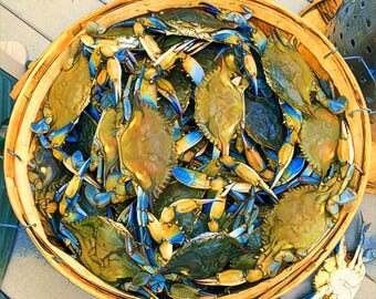Blue Crab Print From Original Watercolor Chesapeake Bay Blue