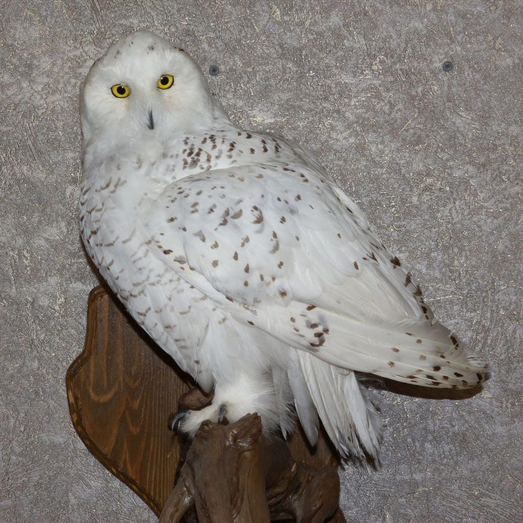 snowy owl taxidermy