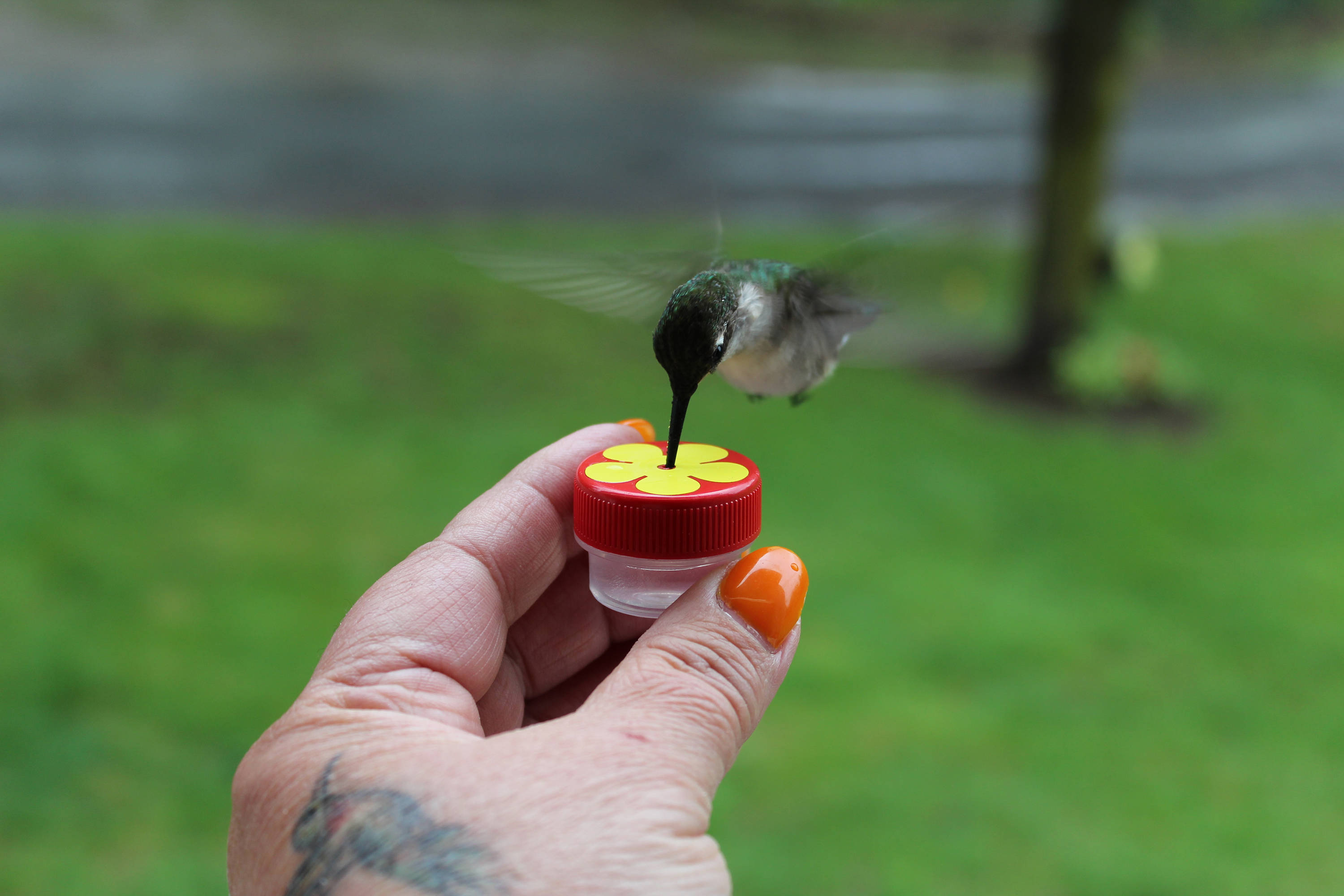 New Style 1 HUMButton™ Mini Hand Held Hummingbird Feeders