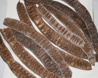 Long Seed Pods From Poinciana Tree. Rustic Fairy Garden Supplies. Craft supplies. Nature Resources. Natural material. Nature craft supplies.