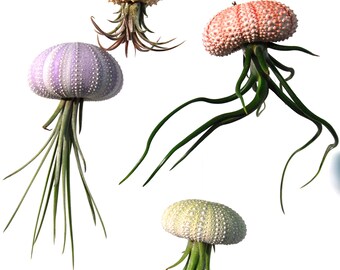 Air Plant Terrarium Mobile Kit - 4 Tillandsia Air Plants + 4 Sea Urchin Shell + Gift Box * Genuine Sea Shell Planters. Air planter holder