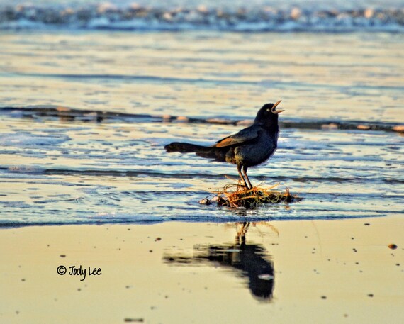 Beach Shore Bird Coastal Bird Isle of Palms Nature