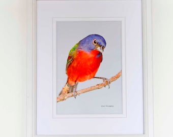 Framed Photograph - 8 x 10 - Male Painted Bunting