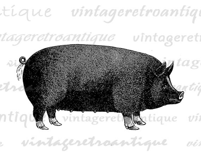 Digital Graphic Farm Animal Art Printable Pig Image Clipart Antique Art Download Printable Vintage Clip Art Jpg Png Eps HQ 300dpi No.645