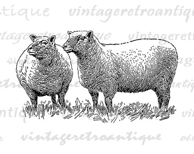 Digital Printable Two Southdown Sheep Graphic Illustration Image Download Vintage Clip Art Jpg Png Eps HQ 300dpi No.3159