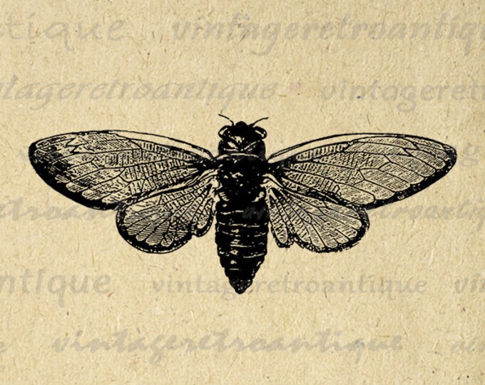 Cicada Insect Digital Image Download Illustration Graphic Printable Antique Clip Art Jpg Png Eps HQ 300dpi No.3412