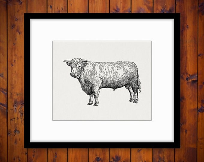 Digital Image Champion Shorthorn Bull Download Cow Illustration Printable Graphic Vintage Clip Art Jpg Png Eps HQ 300dpi No.3111