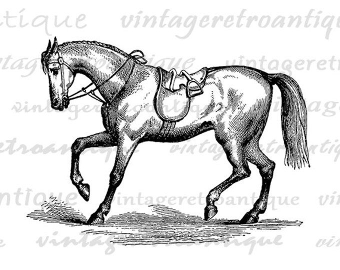 Antique Horse Digital Printable Download Image Graphic Artwork Vintage Clip Art Jpg Png Eps HQ 300dpi No.2344