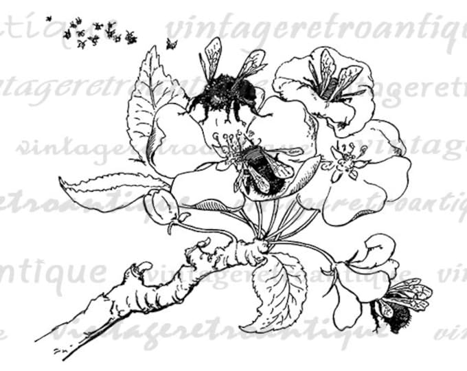 Bees and Flower Printable Graphic Image Bee Illustration Download Digital Vintage Clip Art Jpg Png Eps HQ 300dpi No.3909