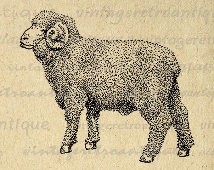 Little Merino Ram Sheep Image Printable Download Cute Animal Graphic Digital Antique Clip Art Jpg Png Eps HQ 300dpi No.3538