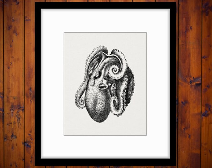 Printable Digital Octopus Graphic Illustrated Image Download Artwork Antique Clip Art Jpg Png Eps HQ 300dpi No.2694