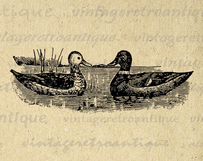 Digital Image Two Ducks Printable Illustration Download Graphic Antique Clip Art Jpg Png Eps HQ 300dpi No.1440