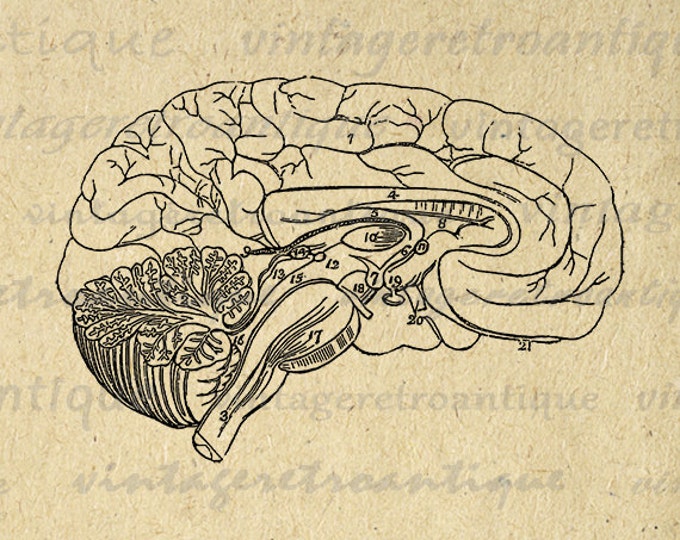 Digital Graphic Brain Diagram Download Medical Printable Anatomy Image Antique Clip Art Jpg Png Eps HQ 300dpi No.2328