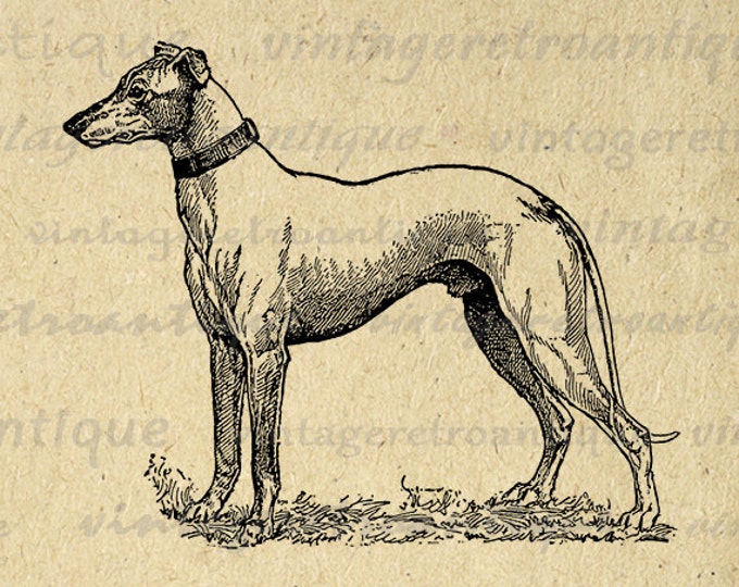 Greyhound Dog Digital Graphic Printable Image Download Vintage Clip Art Jpg Png Eps HQ 300dpi No.3140