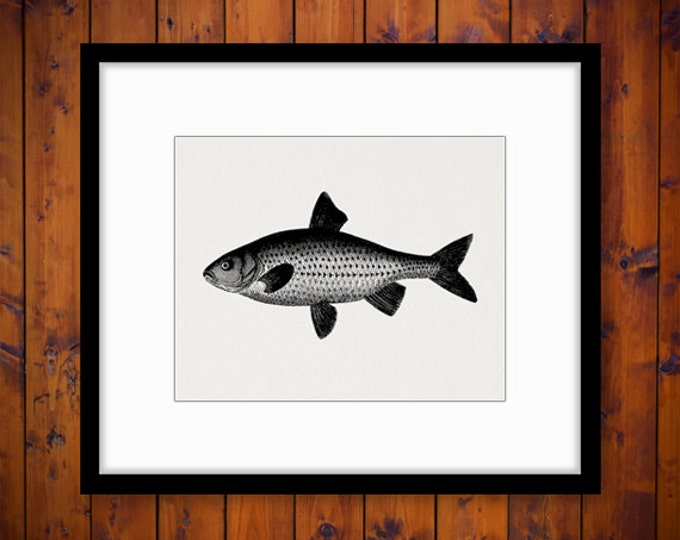 Fish Image Digital Printable Fishing Graphic Fish Illustration Download Vintage Clip Art Jpg Png Eps HQ 300dpi No.4272