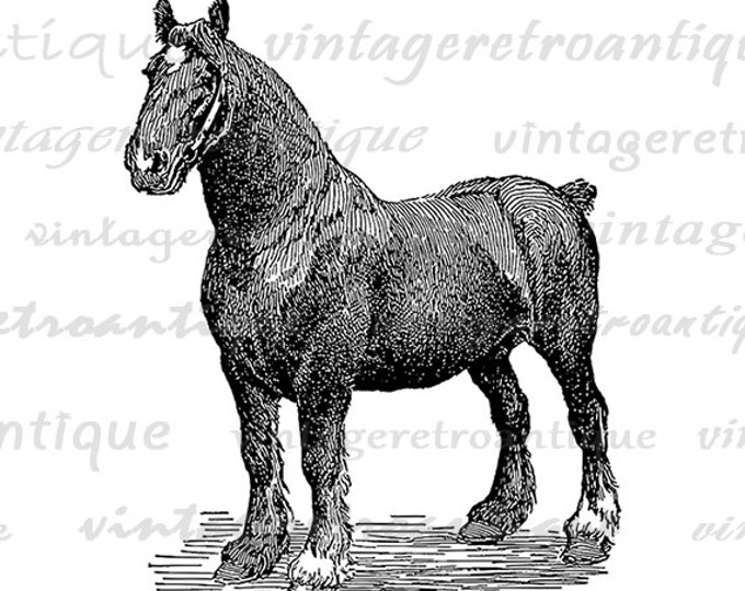 Shire Stallion Horse Printable Image Graphic Illustration Digital Download Vintage Clip Art Jpg Png Eps HQ 300dpi No.3168