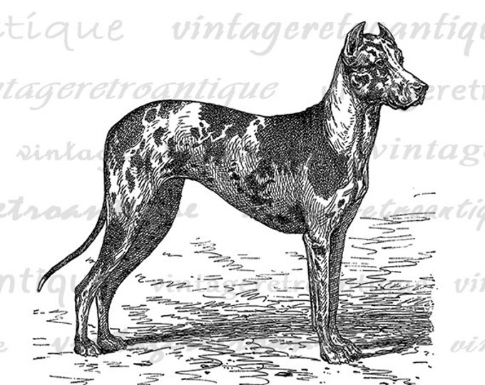 Digital Image Antique Dog Illustration Printable Dog Download Graphic Vintage Clip Art Jpg Png Eps HQ 300dpi No.4283