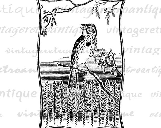 Digital Finch Bird Image Graphic Illustration Download Printable Vintage Clip Art Jpg Png Eps 18x18 HQ 300dpi No.1713