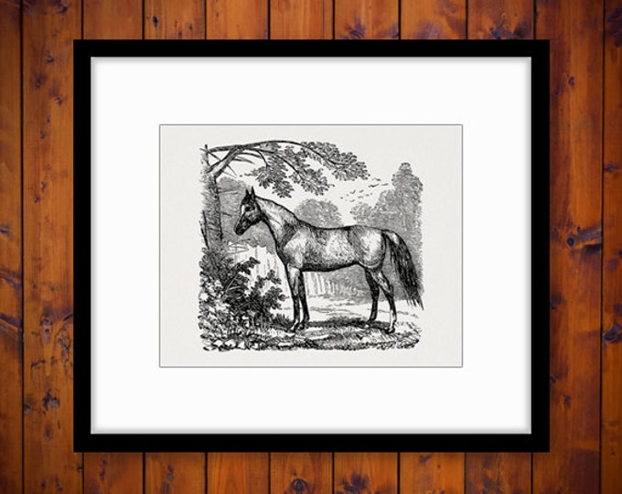 Printable Wild Horse Graphic Download Digital Image Artwork Jpg Png Eps HQ 300dpi No.2346