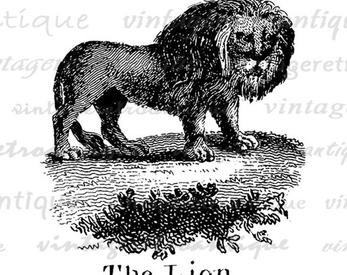 The Lion Digital Printable Image Antique Illustration Download Graphic Vintage Clip Art Jpg Png Eps HQ 300dpi No.828