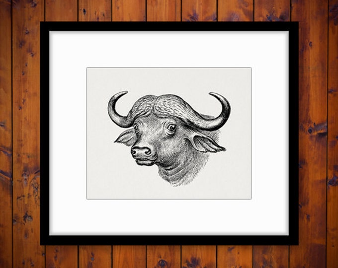 Printable Graphic Antique Buffalo Download Image Digital Vintage Clip Art Jpg Png Eps HQ 300dpi No.451