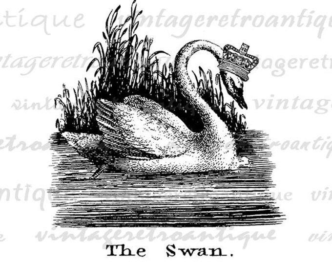 Swan with Crown Printable Graphic Download Bird Illustration Digital Image Vintage Clip Art Jpg Png Eps HQ 300dpi No.1038