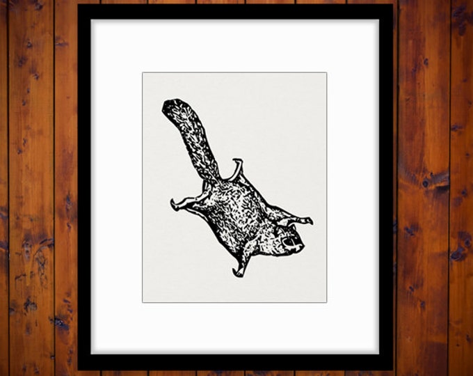 Digital Printable Flying Squirrel Graphic Squirrel Download Flying Squirrel Image for Transfers Pillows Tea Towels etc HQ 300dpi No.4712