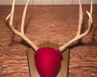 Whitetail Deer Antlers - Buck Doe - Deer Trophy - Deer Sheds - Antler Taxedermy - Craft Antlers - Chandelier Parts