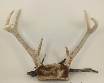 ANTLERS and SKULL CAP, White Tail Deer Antlers