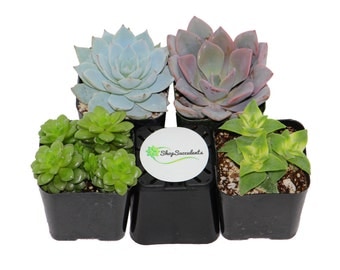 Shop Succulents Assorted Succulent Collection