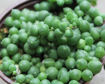 String of Pearls - Senecio Rowleyanus trailing succulent 4" pot