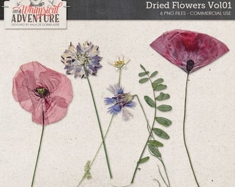 Dried Flowers, Digital Download Wildflowers, Poppies, Cornflower, Commercial Use OK, Outdoor Themed Kits, Greenery, Leaf, Scrapbook Elements