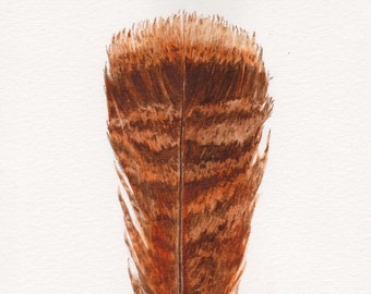 Feather Watercolor, Turkey Feather, Original Watercolor Painting, Wild Turkey Feather Painting