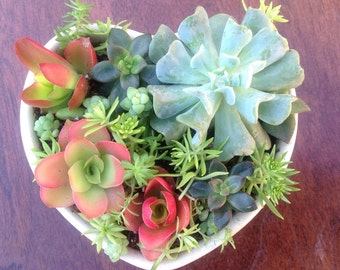 Beautiful Heart Live Succulents Planter